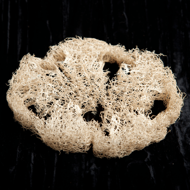Luffa (2 modèles)