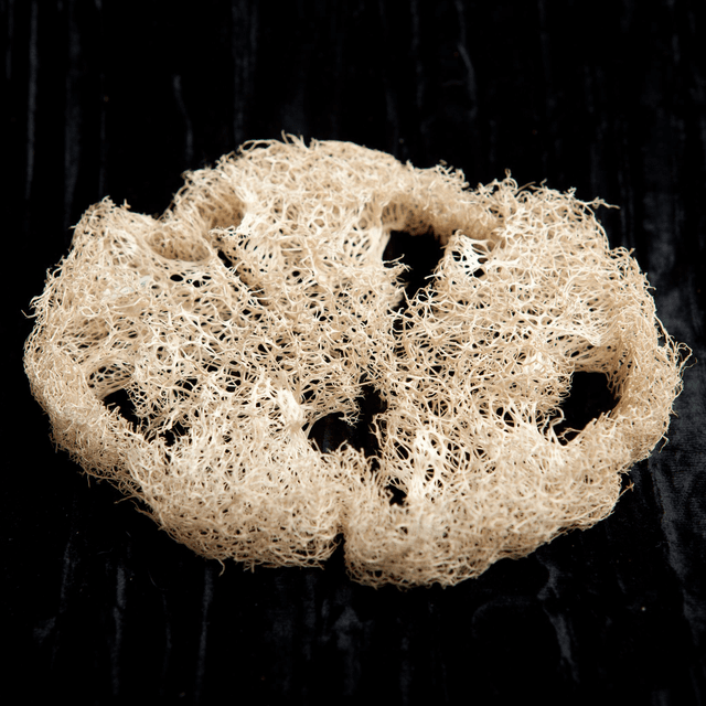 Luffa (2 modèles)